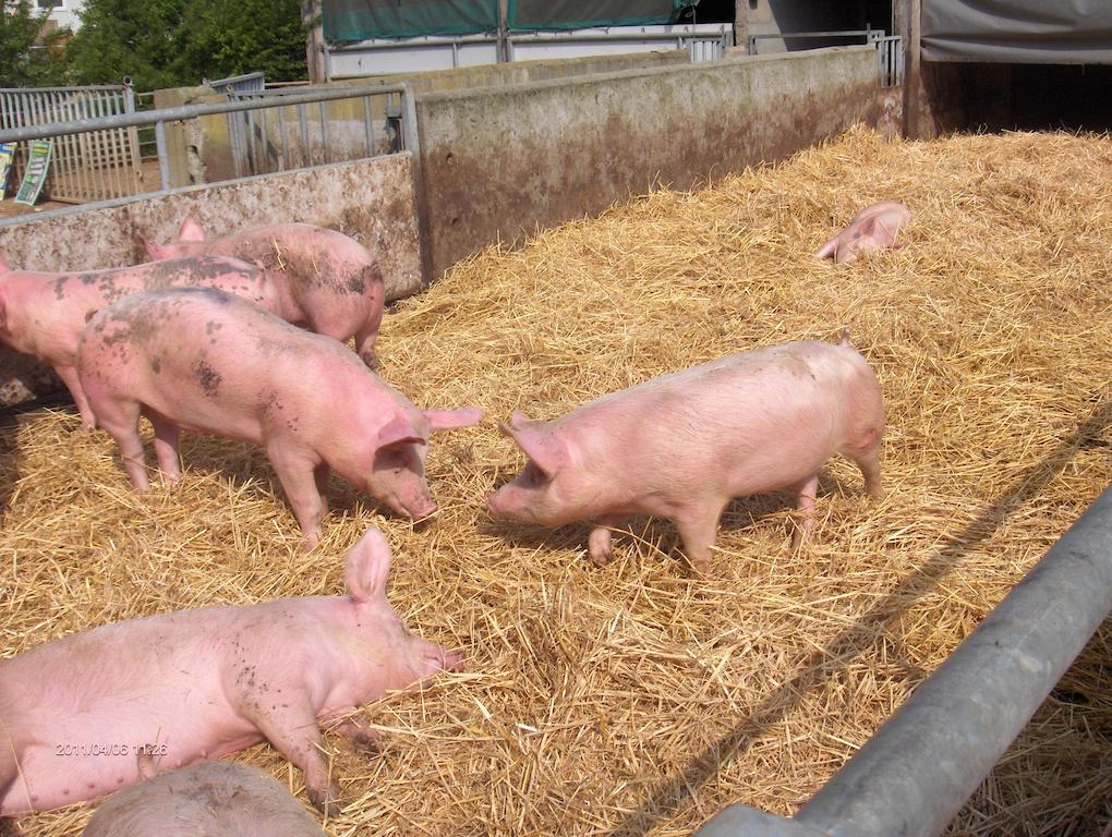 Bed and Breakfast La Ferme Chauvet Chantenay-Villedieu Exterior foto